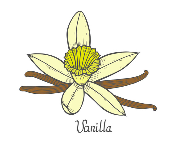 Vanilla flower plant - Vector, Image