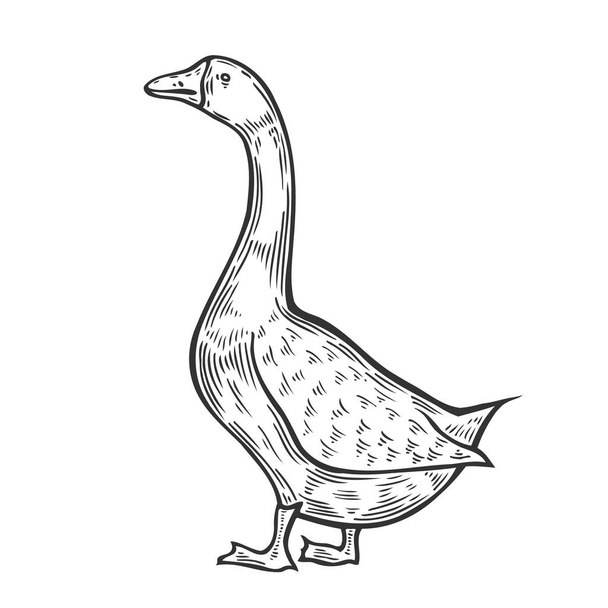 goose vector illustration - Vector, Image