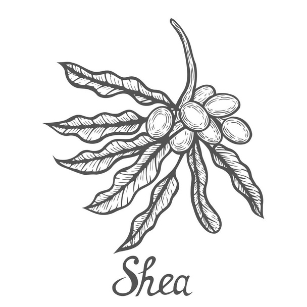 Rostlina ořechů Shea - Vektor, obrázek