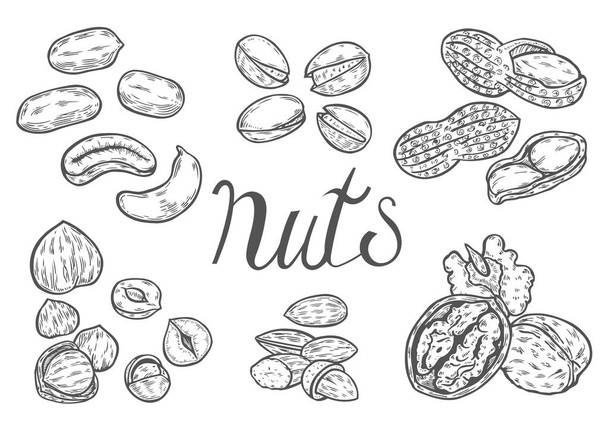 Hand drawn Nuts set - Vector, Image