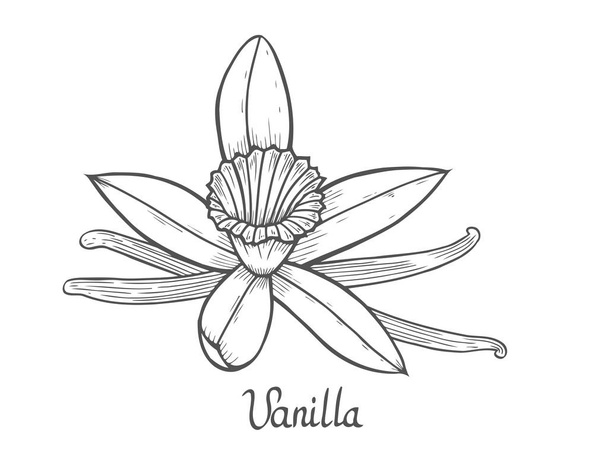 Vanilja kukka kasvi
 - Vektori, kuva
