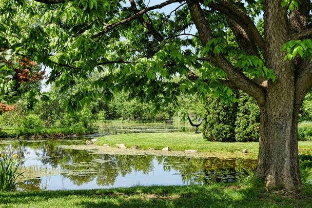 Rybník pod stromečkem obklopené svěží trávě během jara - Fotografie, Obrázek
