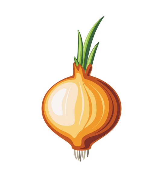 Bulb onion on white background - Vektori, kuva