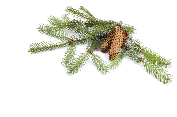 Branches of a green fir-tree with cones - Photo, Image
