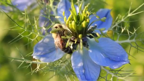 Μέλισσα συλλέγει νέκταρ και γύρης από nigella λουλούδι - Πλάνα, βίντεο