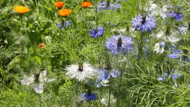 Φαρμακευτικό φυτό καλέντουλα και nigella στη χώρα - Πλάνα, βίντεο