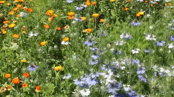 Plantas medicinales caléndula y nigella en el país
 - Imágenes, Vídeo