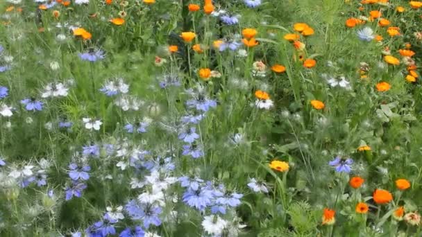 Medicinal plant calendula and nigella in tountry - Footage, Video