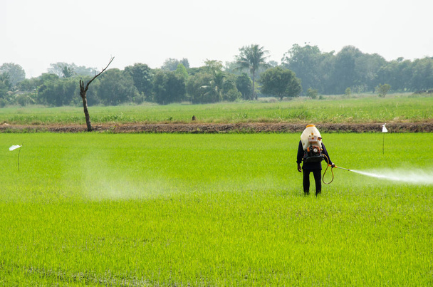 Pesticides from rice - Photo, Image