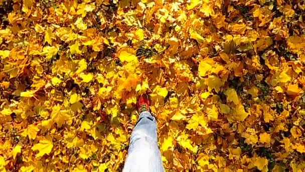 Filmación con cámara de punto de vista. Un hombre caminando sobre unas hojas de otoño en un parque central. Movimiento lento
. - Imágenes, Vídeo