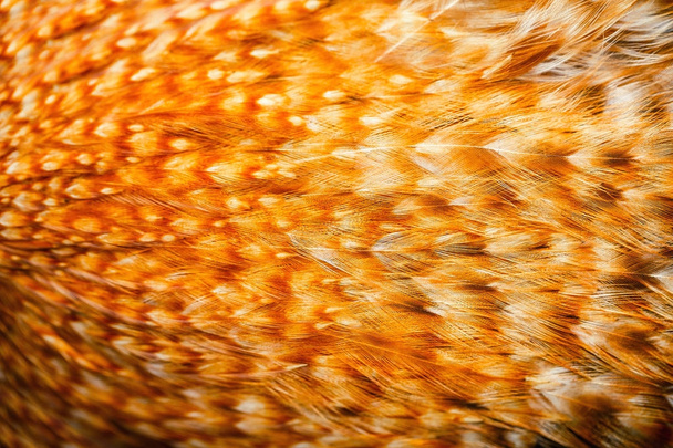 Яркие красочные перья какой-то птицы
 - Фото, изображение