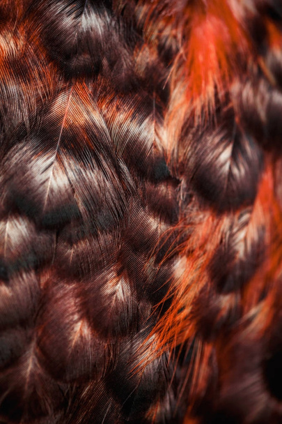 Яркие красочные перья какой-то птицы
 - Фото, изображение