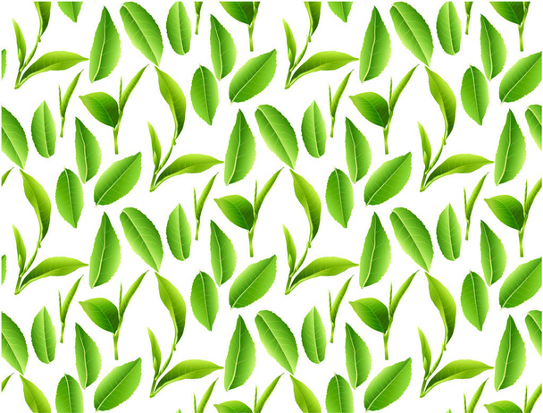 feuilles de thé vert isolé sur fond blanc
. - Photo, image