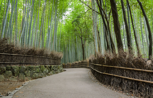 Gaj zielony bambus Arashiyama w Kioto, Japonia - Zdjęcie, obraz