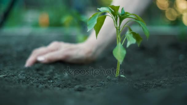 Woman planting a plant - Video