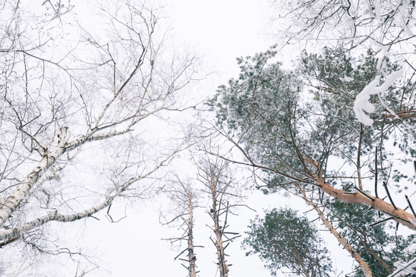 vista inferior de los árboles cubiertos de nieve en el bosque
 - Foto, imagen