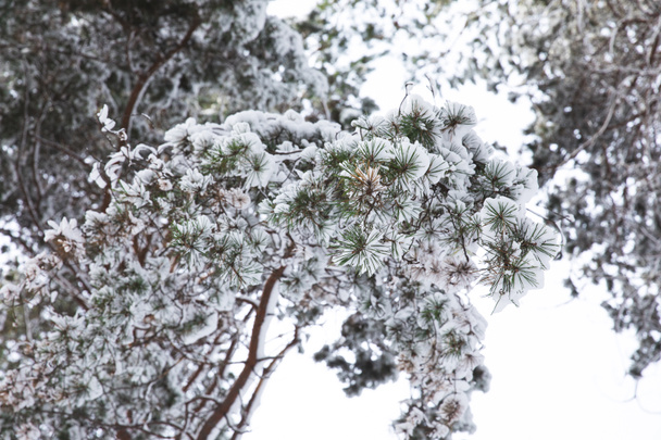 tree branches covered with snow in forest - Foto, afbeelding