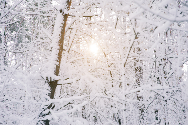 sol entre árboles cubiertos de nieve en el bosque
 - Foto, Imagen