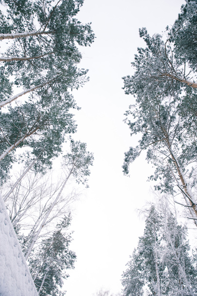vista in basso di alberi ricoperti di neve nella foresta
 - Foto, immagini