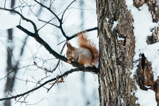 enfoque selectivo de ardilla linda sentado en el árbol en el bosque de invierno
 - Foto, imagen