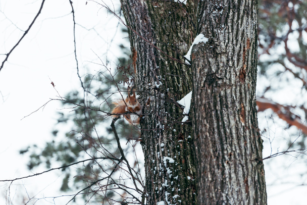 επιλεκτική εστίαση του χαριτωμένο σκίουρο κάθεται στο δέντρο στο δάσος του χειμώνα - Φωτογραφία, εικόνα