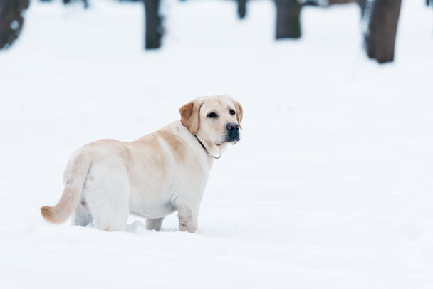 selective focus of labrador dog standing in snow in park - Photo, Image