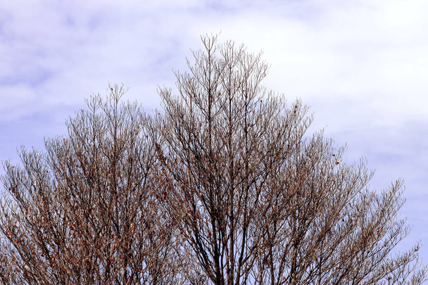 velha árvore morta
 - Foto, Imagem