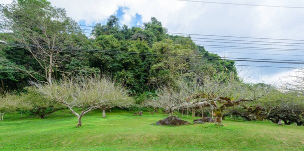 Japán sárgabarack fák királyi mezőgazdasági állomás Angkhang, t - Fotó, kép