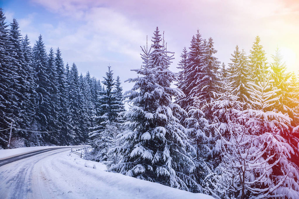 Christmas winter landscape, spruce and pine trees covered with snow on mountain road - Foto, imagen