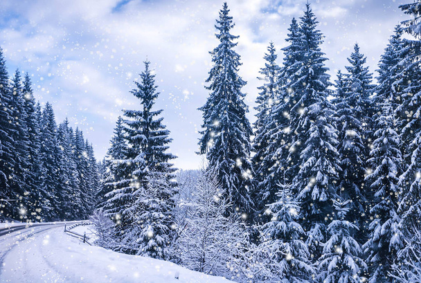 Christmas winter landscape, spruce and pine trees covered with snow on mountain road - Foto, imagen