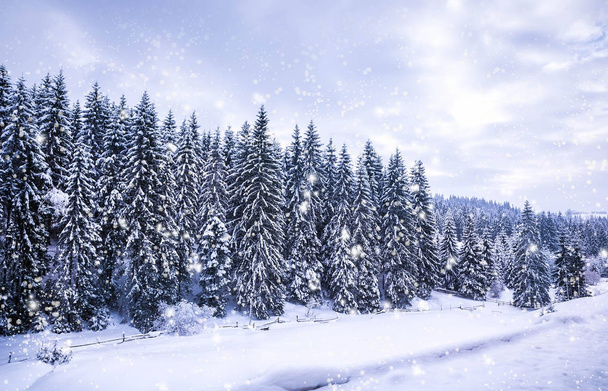Paesaggio invernale natalizio, abeti rossi e pini ricoperti di neve su strada di montagna
 - Foto, immagini