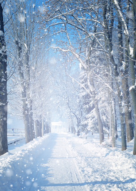 Красивий зимовий пейзаж з засніженими деревами
 - Фото, зображення