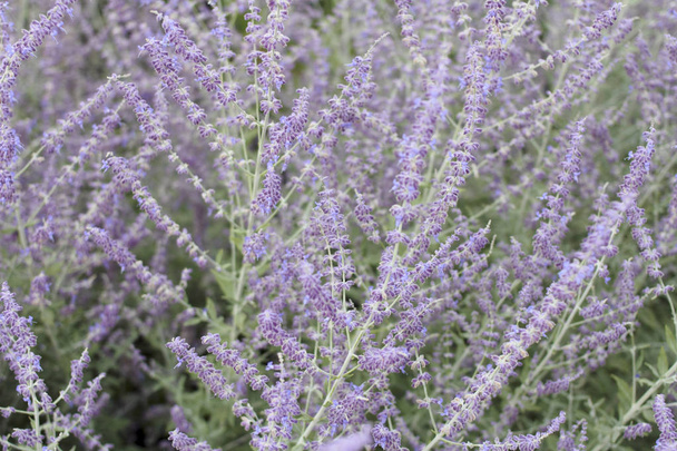 Violet Violet Fleurs de lavande Fond
 - Photo, image