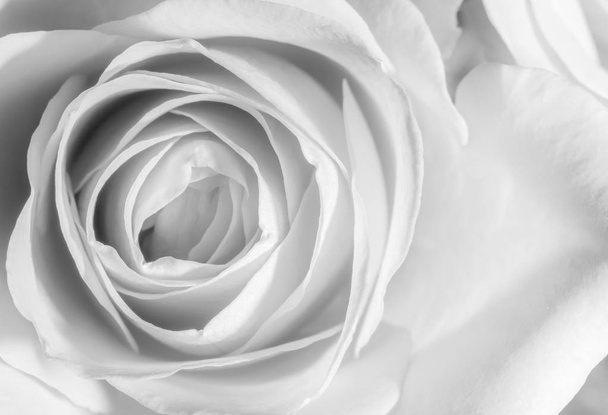 gros plan d'une rose en noir et blanc
 - Photo, image
