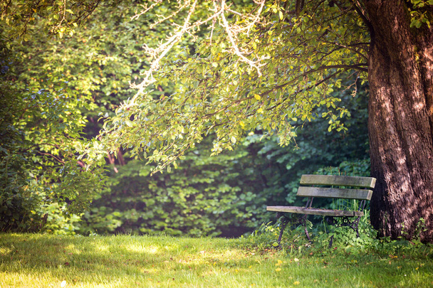 cozy bench in the garden - Photo, Image