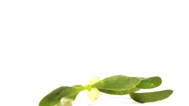 Ökse otu, şifalı bitki bir dönüş tablo - Video, Çekim