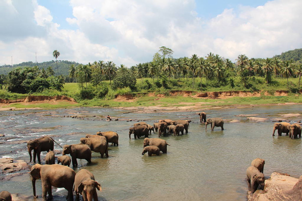 A herd of elephants came to the watering place A herd of elephants on a river in the wild. - Фото, изображение