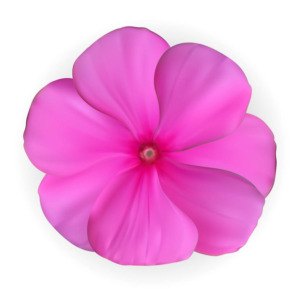 Απομονωμένη πολύχρωμο όμορφο νατουραλιστικό ροζ λουλούδι. Διάνυσμα άρρωστος - Διάνυσμα, εικόνα