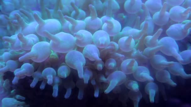 Bubble Tip Anemone - Footage, Video