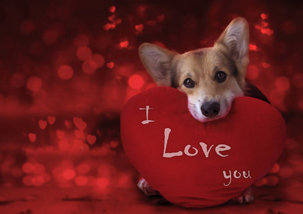Kırmızı bir arka plan üzerinde kırmızı bir kalp ile güzel sevgi dolu köpek. - Fotoğraf, Görsel