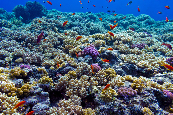 Récif corallien coloré avec coraux durs au fond de la mer rouge
 - Photo, image
