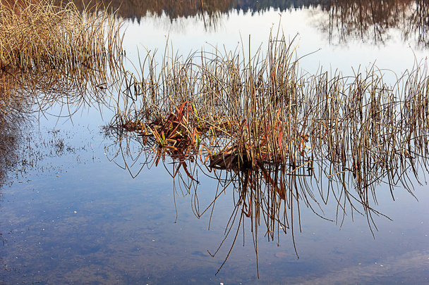 herbe haute avec lac peu profond
 - Photo, image