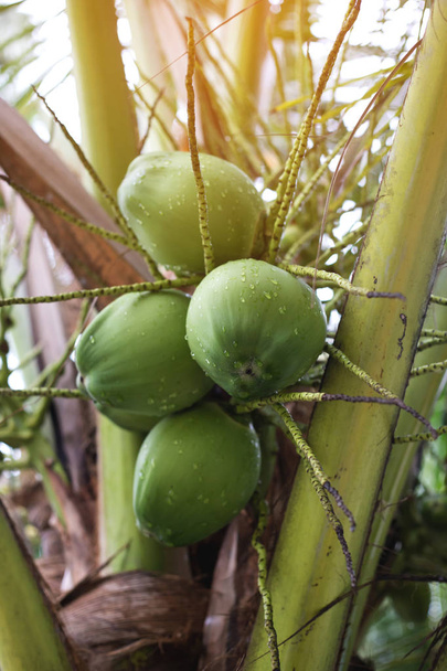 Coconut with rain drops - Photo, Image
