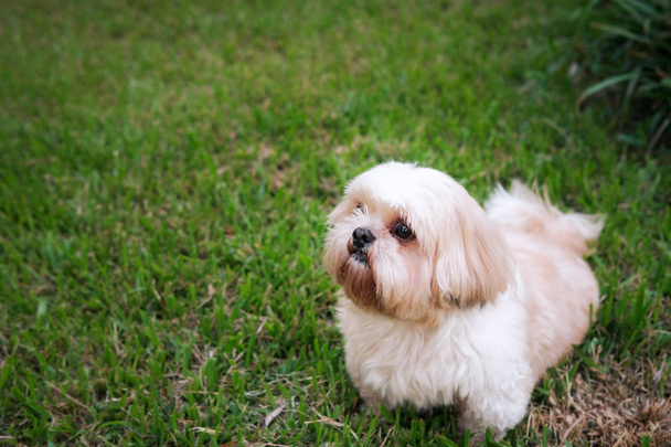Cane razza Shih-Tzu Brown pelliccia che è nel giardino d'erba
 - Foto, immagini