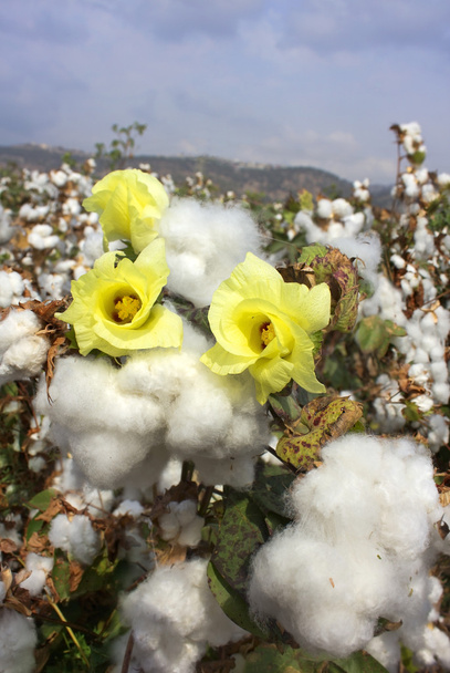 綿の収穫 - 写真・画像