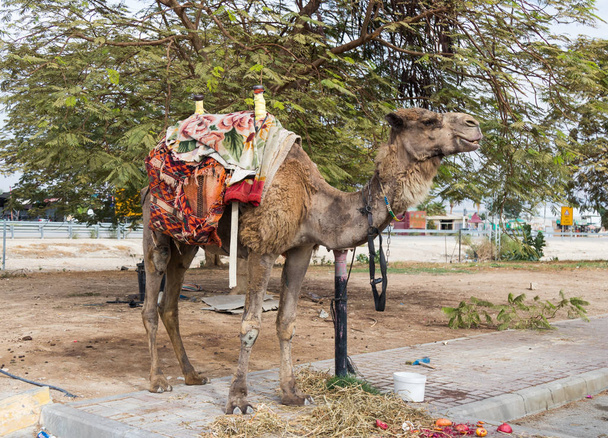 Decorativamente decorado camelo com um cobertor fica perto de uma refeição no chão
 - Foto, Imagem