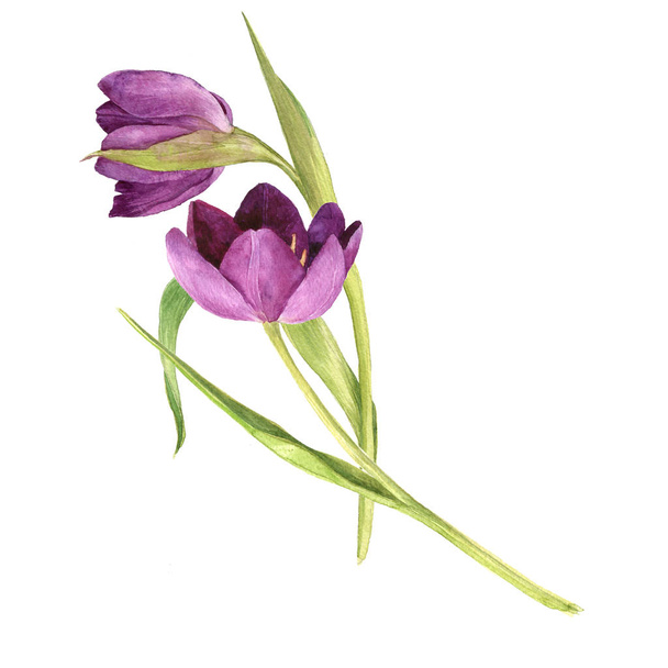 watercolor purple tulips - Photo, image