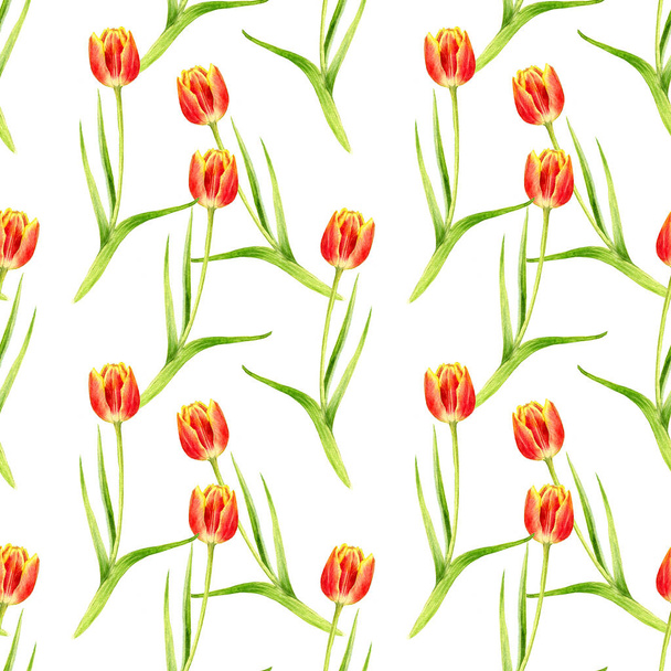 seamless pattern with watercolor red tulips - Фото, изображение