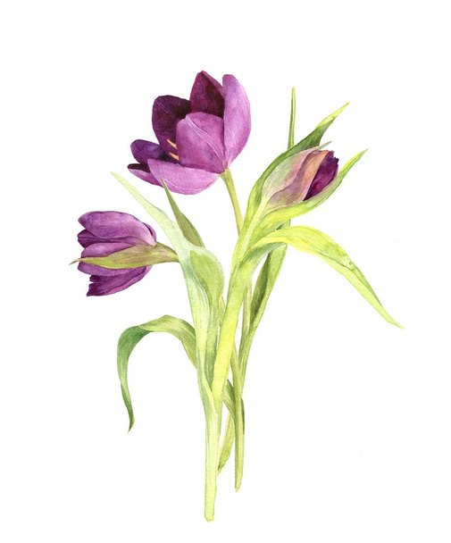 watercolor purple tulips - Foto, afbeelding