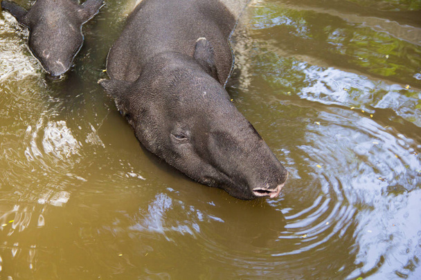 Малайский тапир Таиланд. Лето в Таиланде малайский тапир будет купаться в воде, чтобы облегчить жару. - Фото, изображение